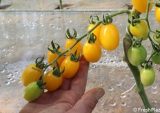 Dettaglio di un grappolo di datterino giallo.