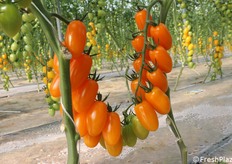 Dettaglio di un grappolo di datterino arancione