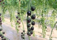 Midi plum nero. L'aspetto è particolarmente accattivante e il gusto sorprendente