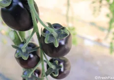 Dettaglio calice pomodoro nero