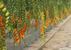 Datterino arancione, filare in serra.