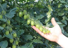 Grappolo dei palchi superiori. Ottima la qualità