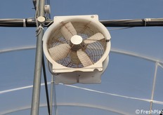 Anche a gennaio nelle giornate particolarmente calde le ventole in serra raffrescano il clima. I dispositivi operano a intermittenza. Qui la ventola è visibilmente spenta, in attesa di essere riattivata dai comandi a sensore.