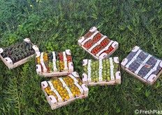 Bello il colore, peccato la fotografia non permette di sentire il sapore.