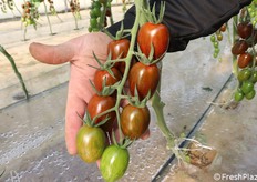 Datterino zebrato, molto richiesto anche questo dall'Horeca