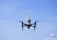 Drone per distribuire insetti utili in capsule