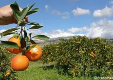 L'azienda "Arance Loretta - Uniterra" ha i propri siti produttivi a pochissimi km dal vulcano Etna. Le escursioni termiche tra giorno e notte assicurano il processo della pigmentazione. E' qui, in Sicilia, che ha origine una delle più interessanti produzioni di arance rosse al mondo.