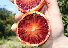 Intensa pigmentazione all'interno di un'arancia tarocco dell'Etna