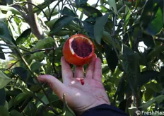 Tagliare un frutto sull'albero significa sprigionare un profumo intenso, ma anche veder uscire il suo succo  rosso intenso