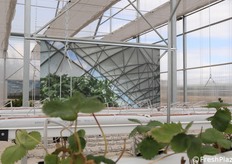 Fragole in idroponica