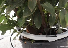 Sistema d'irrigazione a goccia per piante in vaso, utilizzato nella coltivazione di piccoli frutti (di bosco)