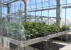 Stanza 5 della serra di accrescimento di NSG - Compartimento di isolamento e conservazione del materiale vegetale delle varietà di lampone selezionate.