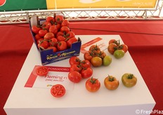 Pomodoro tondo liscio Fleming F1