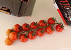 Grappolo di Intuitivo F1