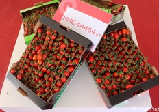 Il nuovo datterino HMC44464 F1