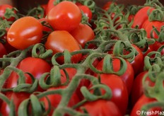 Dettaglio grappolo datterino HMC44464 F1 