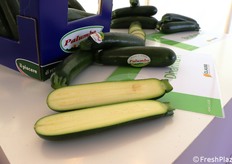Zucchino Dharma F1