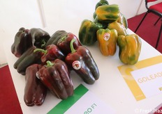 Peperoni Mecisteo F1 e Goleador F1