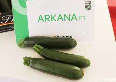 Zucchino Arkana F1