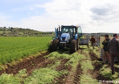 Un trattore attrezzato per la raccolta meccanica della carota