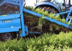 Ecco il come viene cavata la carota meccanicamente dal mezzo in movimento