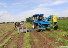 Una volta raccolto il prodotto viene inserito nei bins