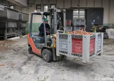 La carota proveniente dai campi viene portata con un muletto all'interno del magazzino