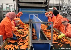 Ecco la lavorazione ad opera delle addette alla selezione