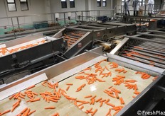 La carota dopo essere stata lavata accuratamente viene raffreddata prima di essere confezionata