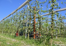 La diradatrice all'opera