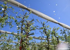 Le macchie bianche sono i fiori (petali in particolare) 'sparati' lontano dalla pianta