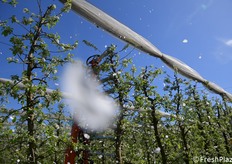 Le macchie bianche sono i fiori (petali in particolare) 'sparati' lontano dalla pianta