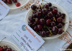 Una selezione di ciliegie, novità da tenere d'occhio