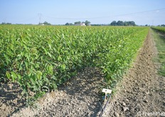 Una veduta parziale dei 115 ettari di vivaio Battistini a Casemurate (Ravenna)