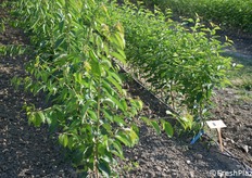 Una veduta parziale dei 115 ettari di vivaio Battistini a Casemurate (Ravenna)