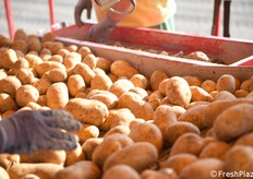 Alcuni operatori tolgono manualmente eventuali sassi, corpi estranei, patate non idonee