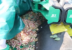 Il pistacchio raccolto meccanicamente ancora sulla scuotitrice 