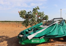 Ecco l'approccio della macchina all'albero di pistacchio: trattandosi di piante relativamente giovani, la macchina è stata regolata per non danneggiare il fusto e l'apparato radicale.