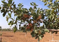 Grappoli di pistacchio sulla pianta.