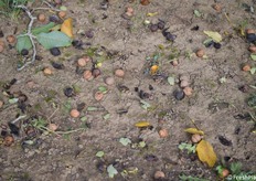 Noci a terra, fatte cadere dal braccio vibrante, prima della raccolta