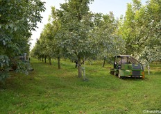 Il noceto dell'azienda San Martino a Forlì