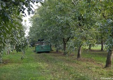 Ampio sesto d'impianto per permettere la meccanizzazione
