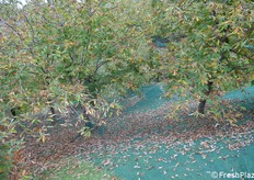 Uno scorcio del castagneto con le reti per la raccolta