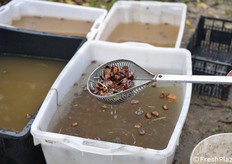 Le castagne che vengono a galla hanno dei problemi e vanno scartate