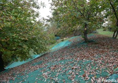 La stagione 2024 è stata caratterizzata da forti piogge e vento che hanno fatto cadere in anticipo le foglie 