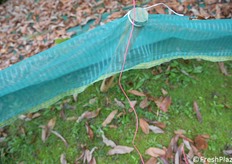 Il filo biologico che diffonde feromoni per la confusione sessuale contro le cidie 