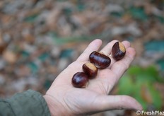 Marroni di alta qualità