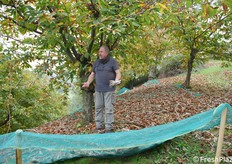 Musolesi cura il castagneto al meglio, con una gestione molto manuale e poco meccanizzata