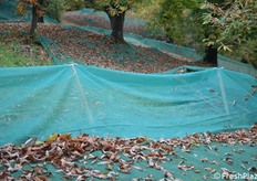Uno scorcio del castagneto con le reti per la raccolta