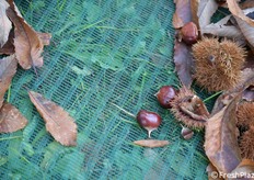 Particolare delle reti per la raccolta